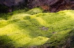 dégradé de vert dans les falaises