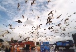 les oiseaux revisités !
