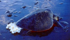 Une magnifique tortue verte en train de pondre sur une plage